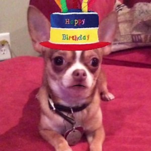 (Teresa Heath Stowe) Happy birfday Miss Denise Heath Churchwell😂❤️🐶🐾 | Choco the Macho Chihuahua