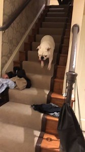 Neat Doggo Memes on Reels