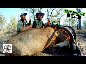 Hunt for Stunning Roan Antelope in Zambia