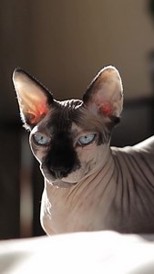 1.1K views · 19 reactions | #PackFact: Because not all Sphynxes are...