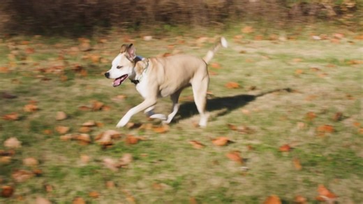 2.7K views · 63 reactions | Mulligan and Kris from TurfMutt are sniffing out all the perks of their favorite park! ⭐ It’s not just a great spot for play, this park’s pup friendly turf is paws-itively designed for wagging tails and happy paws.  | Lucky Dog | Facebook