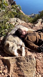 Professional Napping, It’s no easy job! 🌲🐺 . . . . . . . . . . . . #napping #wolf #dog #wolfdog #animals #nature #mointains #newreels #trend #inspiration #instagood #natureviews #beautifulview #switzerland #peaceful #reelsinstagram #pets #petstagram #dogood #doglover #explore #getoutside #animallovers #hikingwithdogs #dogsofinstagram #dogoftheday #bestwoof #animalsonearth #weeklyfluff | Wolf Lover