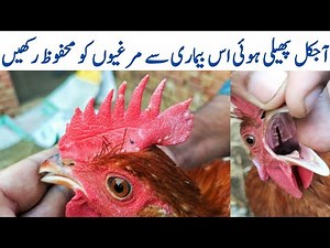 Fowl Pox Virus | Fowl Pox in Chickens | Dr. ARSHAD