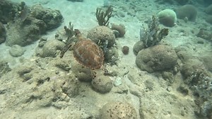 19K views · 299 reactions | Onze gids. Klein schildpadje . Bij Kokomo beach.  | Trunkdivers Curacao | Facebook