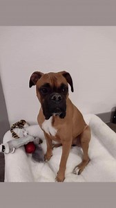 1.1K views · 21 reactions | Weekly pupdate! 9 Boxer babes found their forever families before the holidays! Way to go everyone!拾拾拾拾拾拾拾拾 Zoom (Pic) Annie II (Pic) Moxy (Pic) Oriana (Pic) Kate Eli (Pic) Panther (Pic) Casper - Foster Fail Maybelline | Lone Star Boxer Rescue | Facebook