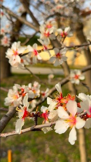 It's real spring in Gelendzhik 😍