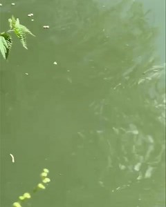 Hungry fish 🐟🐟 | Weston Pools Fishery