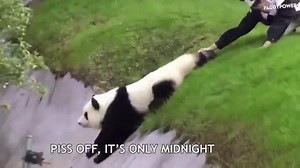 Fuckin Carl Drunk Panda! | WTF Did I Just Watch?