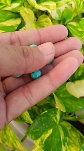 8mm Kingman Turquoise Cabochons: Round Flat Back Arizona Gemstone Lot for Craft Supplies - Etsy