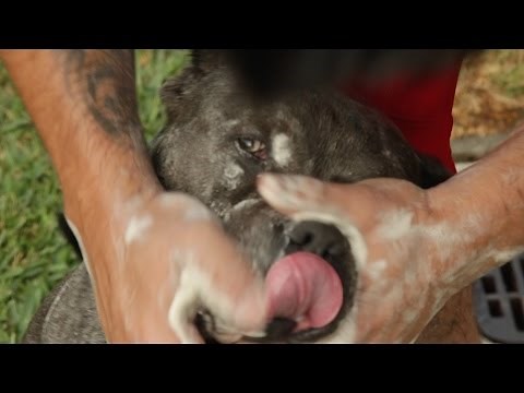 HOW TO GIVE YOUR DOG A BATH