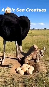 Can the ostrich fight off the leopard and save its eggs? 🐦🐆🥚 #followerseveryone #viral | Arctic Sea Creatues