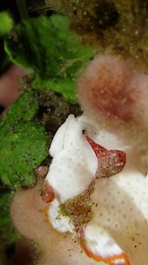 The clown frogfish represents the juvenile stage of the warty frogfish. By comparing the two images above, you'll observe that the red patches on the clown juvenile correspond to the red warty patches on the adult. #frogfish #fish #ocean | Critter Hunter