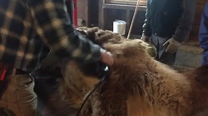 Enjoy this video of the adorable alpaca, Cinnamon, being sheared this morning. | Mountain View Grand Resort & Spa
