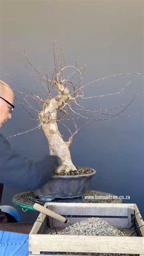 Moving this field grown Trident maple to a box to get a better root spread. Using pure, fine pumice as growing medium for maximum root stimulation. | Bonsai Tree