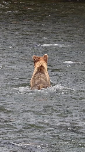 Captured the incredible moment when this majestic brown bear took a swift plunge into the river, showcasing its remarkable hunting skills as it searches for salmon. Nature's raw beauty in action! Book your trips Alaska Bear Trips or at alaskabeartrips.com #jcsolbergphotography #brownbear #katmainationalpark #alaskabeartrips #wildlife #wildlifephotography #wildlifephotographer #alaskaphotographer #alaskaphotography #outdoors #alaskaproud #sharingalaska #natures | Alaskan Adventures And More