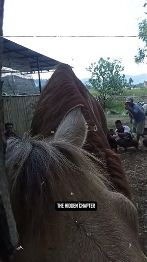 Pulsing Cock Flooding Her Womb With Cum #breeding #horse #horsebreeding