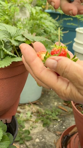 22K views · 500 reactions | Our first strawberry harvest of the season!  | Judy Bao Garden | Facebook