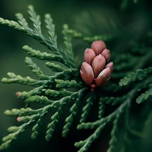 50 graines d'Arborvitae américain | Thuya occidentalis | Arbre d'intimité à feuilles persistantes | Arbre de haie rustique