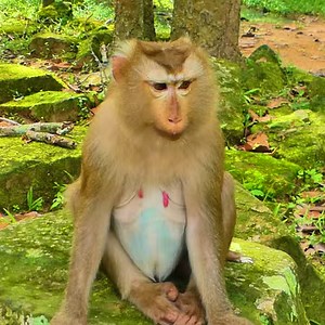 Update Old Female Pregnant Ashely Waiting To See New Baby Delivery Soon | Discovery TV