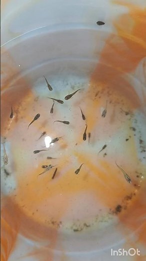 💥Namma betts ku guppy kutty feed panitom friends 💥#fish#bettafish #aquarium #breeding #guppy #shorts