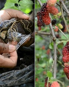 2M views · 3.3K reactions | Mulberry the delicious fruit rooting process | Grafting Examples | Facebook