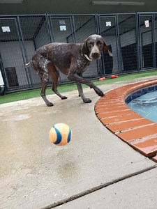 Pet Paradise Charlotte Airport on Reels