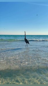 3.1K views · 193 reactions | Swag is something you’re born with, not something you can buy. 藍 #attitude #swag #swagger #swagallday #nature #heron #bird #beachbird #florida #floridacoastalcaptures | Florida Coastal Captures | Facebook