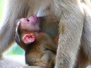 Don't scared baby , newborn Lucie drank sweet milk and his both eyes watching at mom face in shaking scared #Animallover | Mata Monkeys