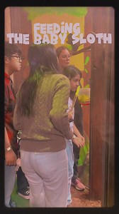 203 reactions · 23 shares | Feeding Suzy, the two-toed sloth 홏홝홚‎...