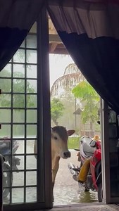 10K views · 95 reactions | : tumpang sat bang rumah saya dibawak arus Comel lembu ni https://shope.ee/6zl3rpzyD2 | I Love Kuala Krai | Facebook
