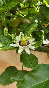 Passion fruit and flowering vine Plants available for sale Height 3 feet For order contact or whattsapp 923457858830 #passionfruit #plants #salepost #flower #gardening #flowergardening #gardeningplants #tranding #gardenflower #plantscare #houseplantcommunity #HomeBotanicals #fengshuidecor #PlantParenthood #gardendecor #landscape #citrus #flowering #bougainvillea #kaffirlime #kaffirlimeleaves #Benefits #ixora #nursery #gardeninglife | Dogar Online Nursary and Kitchen Gardening Shop