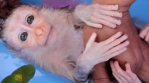 8.8K views · 362 reactions | Beautiful Baby Hailey Steaming Traditional Medicine Orange Leaves | Monkey Jason | Facebook