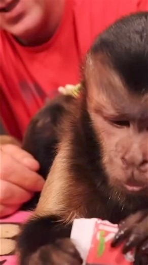 8K views · 736 reactions | MonkeyMeela has a TASTY freeze pop #monkey #princess #popsicle #monkeyboocrew | MonkeyBoo | Facebook