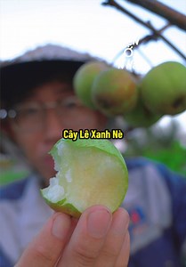 Cây lê xanh của Hiển trái nhiều lắm - Cây Lê Xanh Nè
