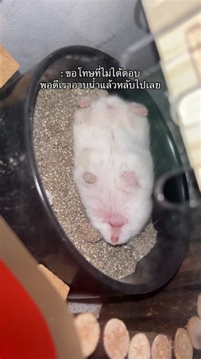 anna chan 🐹🎀 on Instagram: "เคล็ดลับตัวหอมคือนอนในห้องน้ำ #anna #hamster #hamsterlife #fyp"