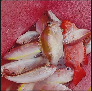 Kitang Fishing here in Argao Cebu. | Kevin Puerto