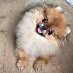 5.7K views · 892 reactions | Cutie! @pomeranian_dog1 | I Love My Pomeranian | Facebook