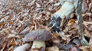 14K views · 770 reactions | Funghi porcini | Funghi Porcini | Facebook