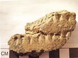 Planning Board Ponders Native American Museum in Montauk