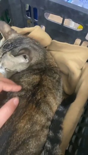 8.3K views · 62 reactions | Motherhood is truly remarkable: In Dongguan, a city in southern China’s Guangdong province, a cat mom about to give birth clings onto her owner's hand, demanding her presence during childbirth. Some cat lovers mention that cat moms are afraid and at their most vulnerable during delivery, needing someone to protect them.  #cat #motherhood #nature #childbirth #warmsmyheart #WildChina (Video courtesy of Douyin 612993523) | CGTN China24 | Facebook