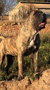 1.7K reactions · 47 shares |  #presacanario #dogworld #viral #beast #dog | Presa Canario Sanz | Facebook
