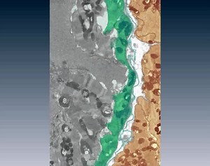 File:Cardiac-Myocyte-Diversity-and-a-Fibroblast-Network-in-the-Junctional-Region-of-the-Zebrafish-Heart-pone.0072388.s003.ogv - Wikimedia Commons