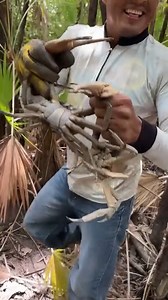 192K views · 5.2K reactions | Cangrejos gigantes azules atrapando hasta por dos | Pesca y Aventura | Facebook