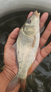Common carp fish farm #commoncarp #fishing #fishfarm | AB Fishing