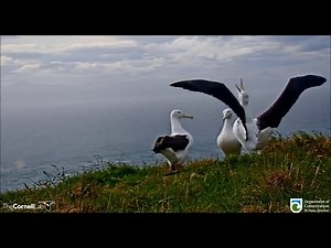 Royal Cam Albatross ~ Amazing Albatross Courtship Dance & Display! 10.30.20