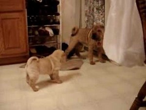 Shar-Pei Puppy Dominates