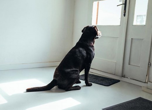 Why Is My Dog Peeing So Much? Causes & When To Worry | PetMD