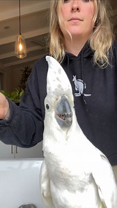 Everyone meet Doug #psittaciformes #wildliferescue #cockatoo #australianbirds #aussiewildlife #rehabilitation | That Wildlife Girl