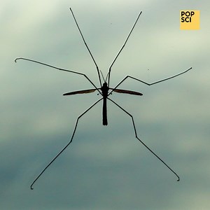 212K views · 607 reactions | Mosquitoes are fascinating aerodynamic enigmas | Popular Science | Facebook