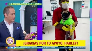 20K views · 113 reactions | ¡Héroe peludo y de cuatro patas! ¡Conoce a Harley "El Tuerto", pug de 3 años de edad que trabaja como terapeuta en el Hospital 20 de Noviembre! ¡Su función es calmar la ansiedad y angustia del personal médico! ✨ #DesmenuzandoLaNoticia con Hiram Hurtado | Sale el Sol | Facebook